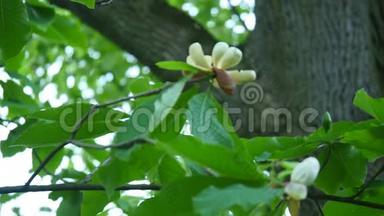 白玉兰花蕾，白玉兰花，白玉兰花，树枝上的白玉兰花，木兰树
